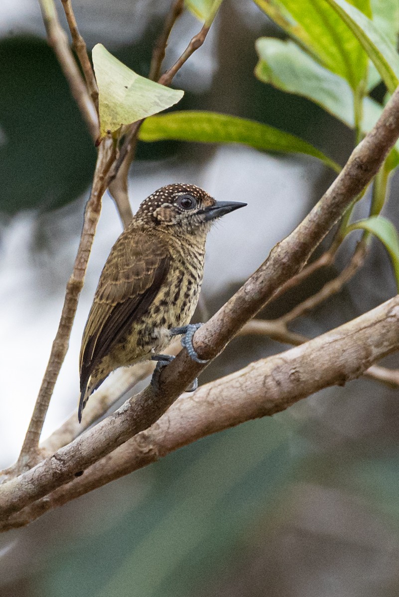 Bar-breasted Piculet - ML372643081