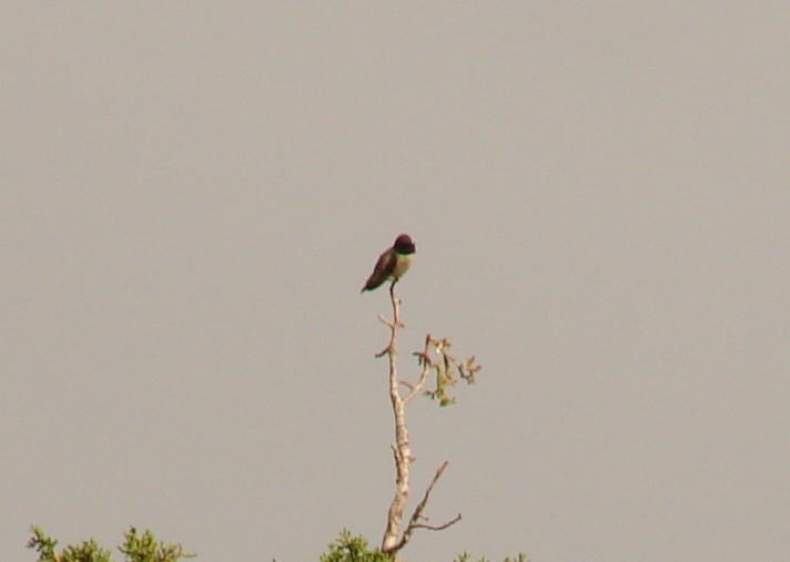 Kara Boğazlı Kolibri - ML37264961