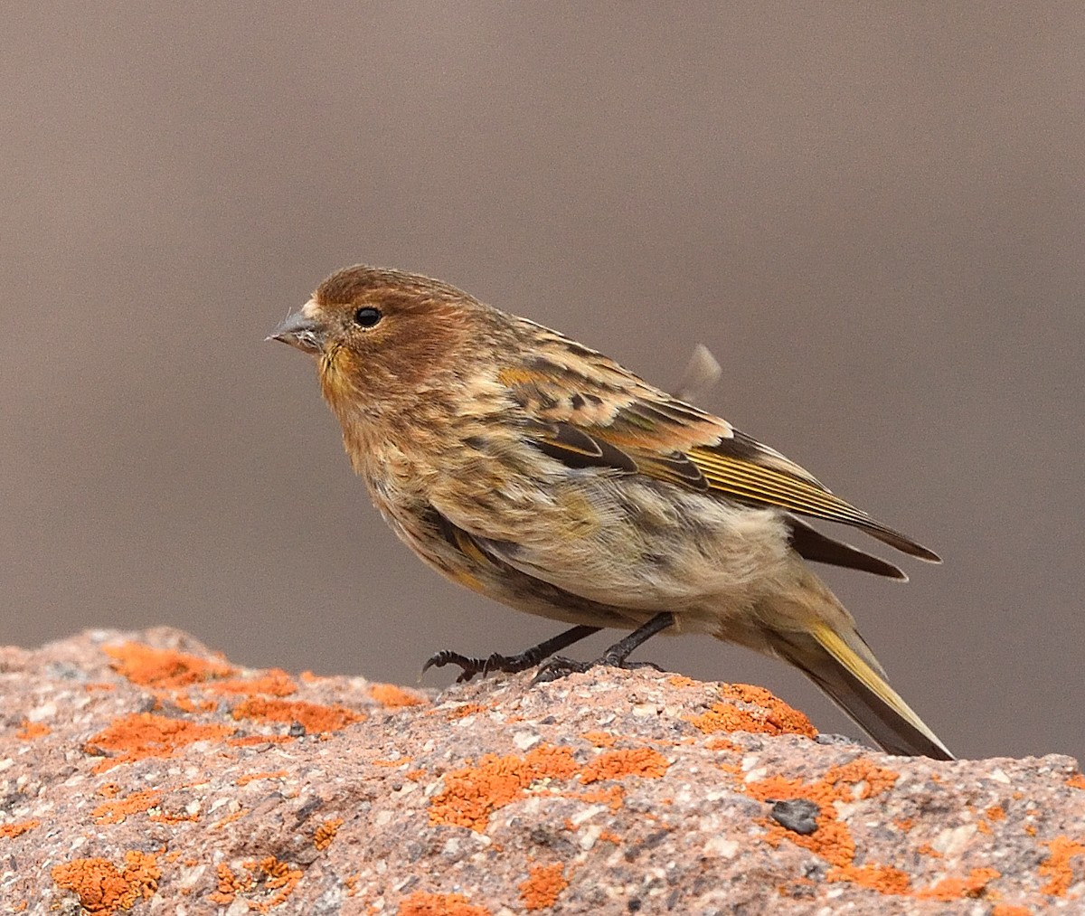Fire-fronted Serin - ML372655311