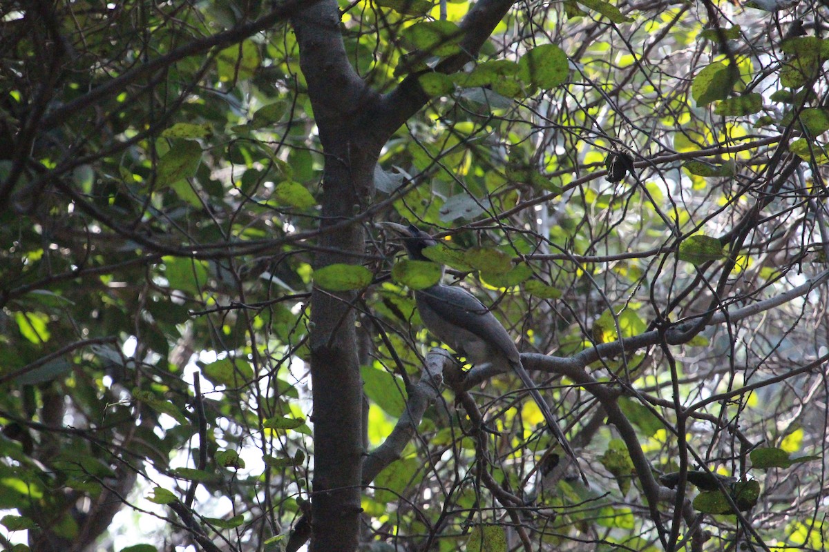 Indian Gray Hornbill - PARTH PARIKH