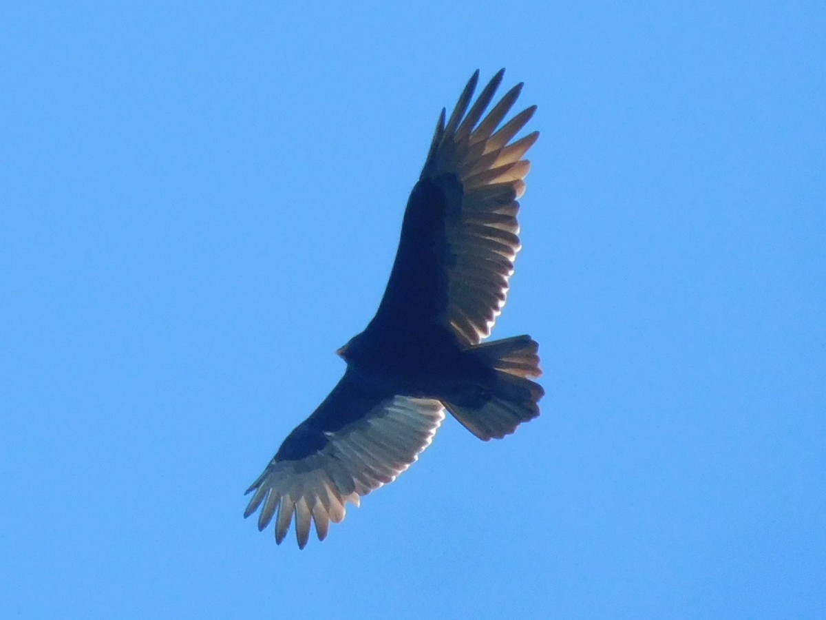 Turkey Vulture - Eric Cormier
