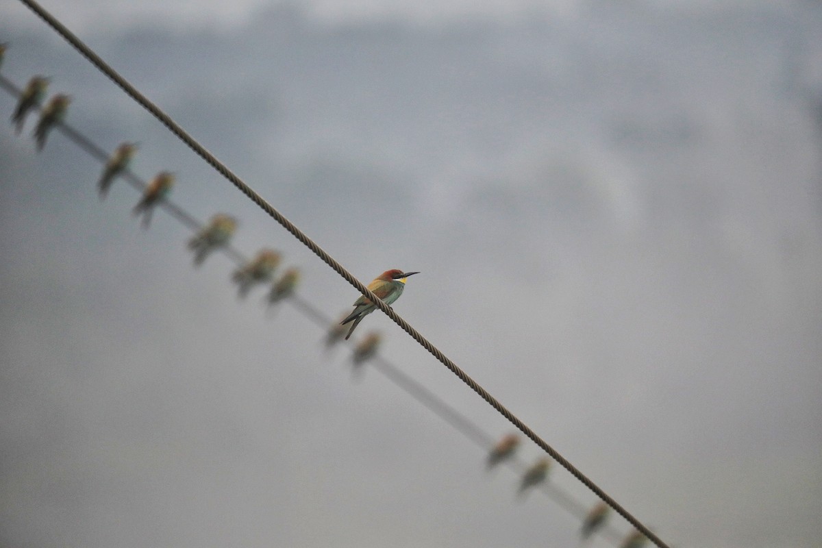 European Bee-eater - Dinesh kumar
