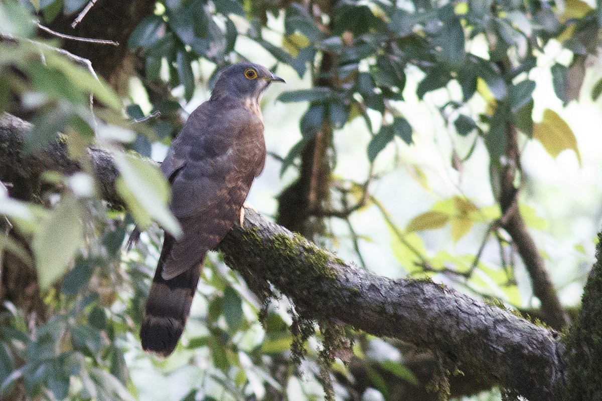 Large Hawk-Cuckoo - Prabir Biswas