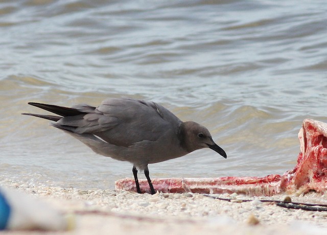 Feeding on carcasses. - Gray Gull - 