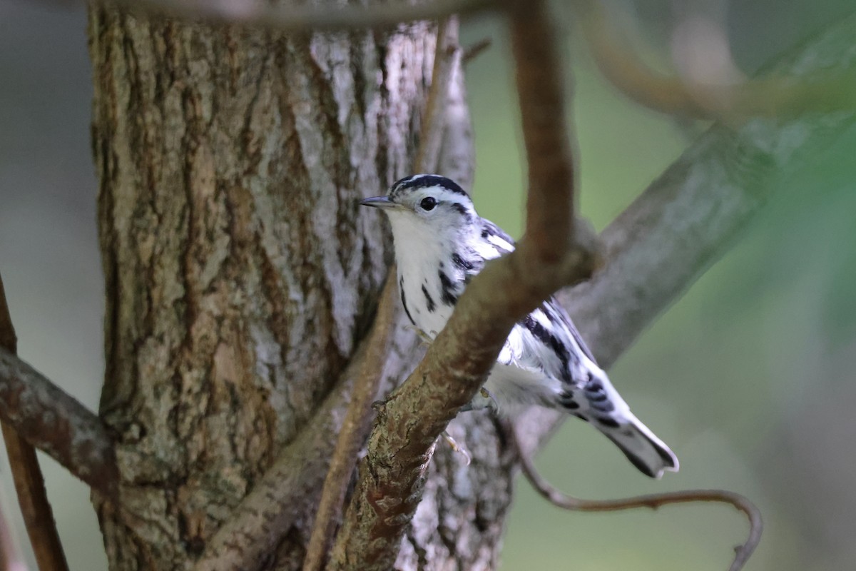 Black-and-white Warbler - ML372668381