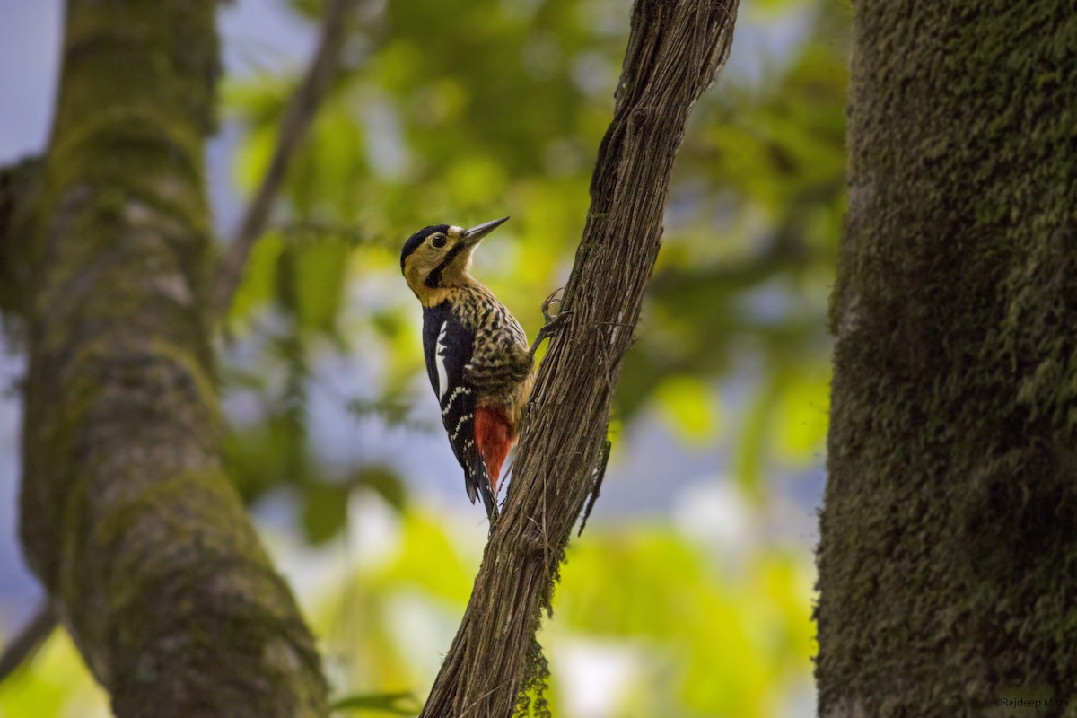 Darjeeling Woodpecker - ML372669981