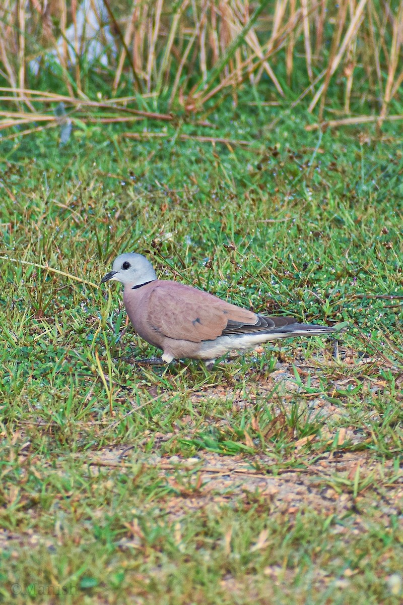 Red Collared-Dove - ML372670551