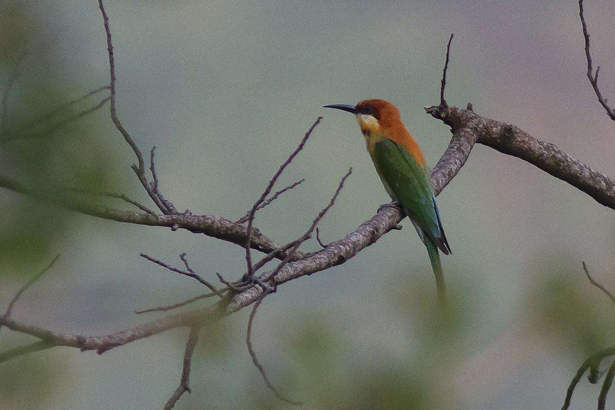 Chestnut-headed Bee-eater - Prabir Biswas