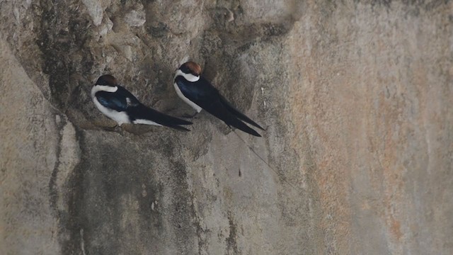 Wire-tailed Swallow - ML372675561