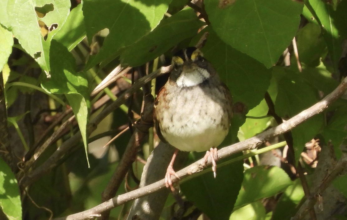 White-throated Sparrow - LF Melliny