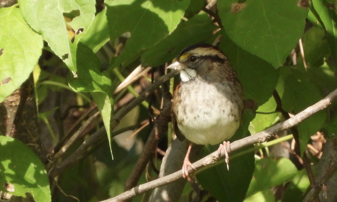 White-throated Sparrow - ML372679751
