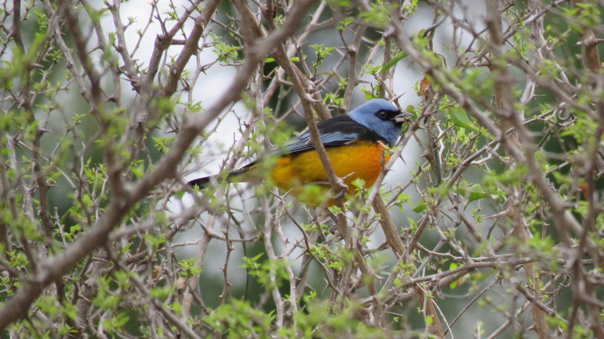 Blue-and-yellow Tanager - ML372681721