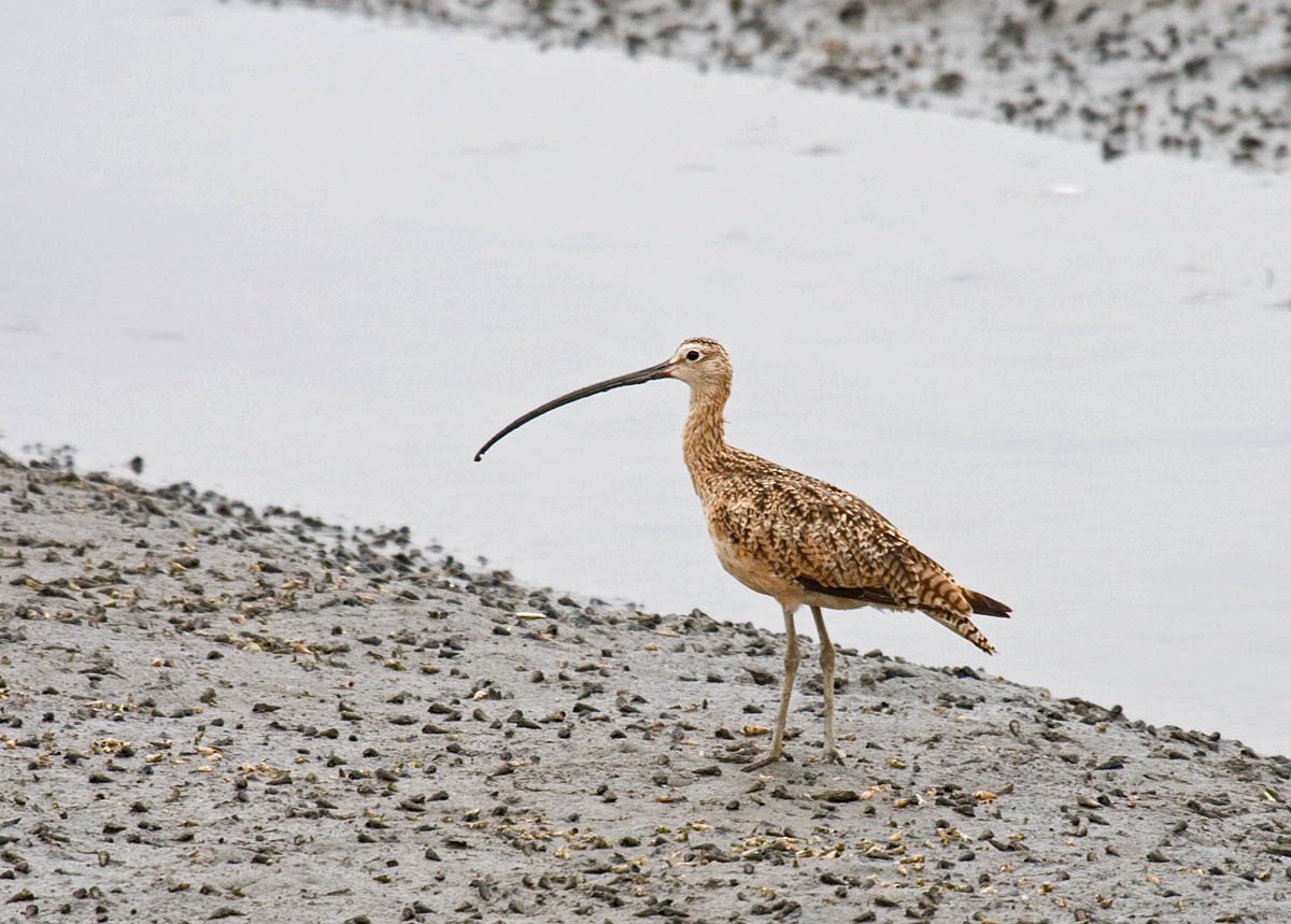 Long-billed Curlew - ML37268451