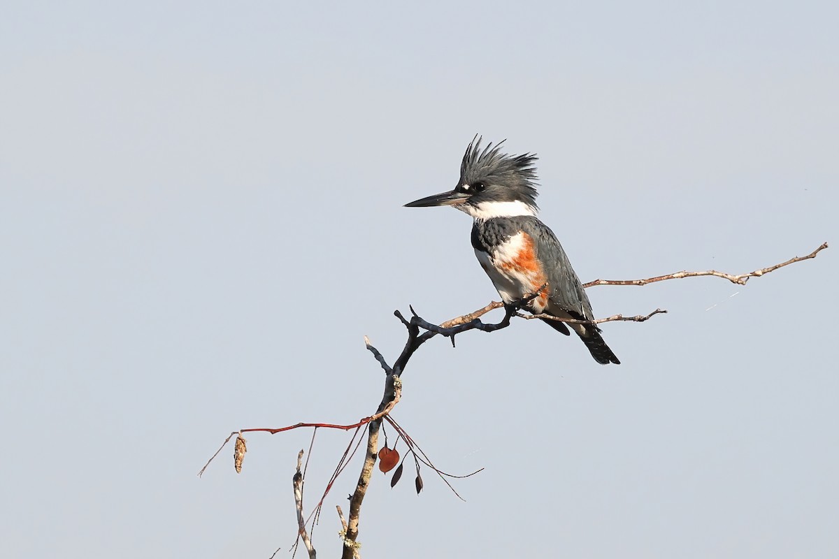 Belted Kingfisher - ML372686141