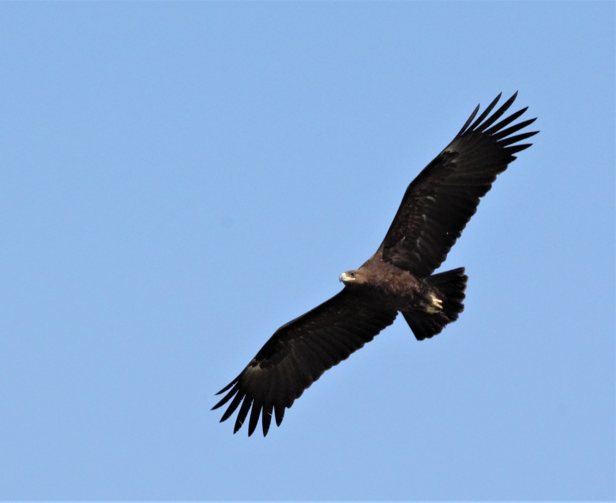 Greater Spotted Eagle - ML372691551