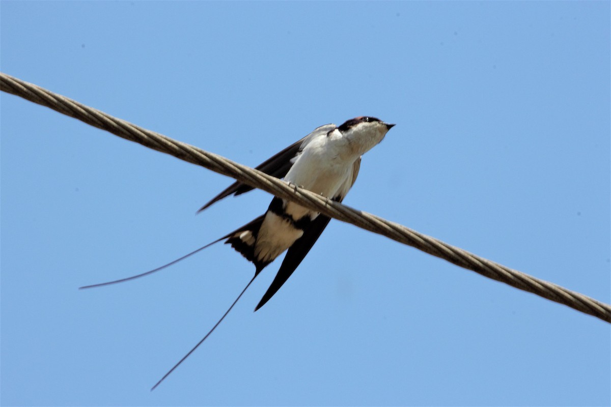 Wire-tailed Swallow - ML372692221