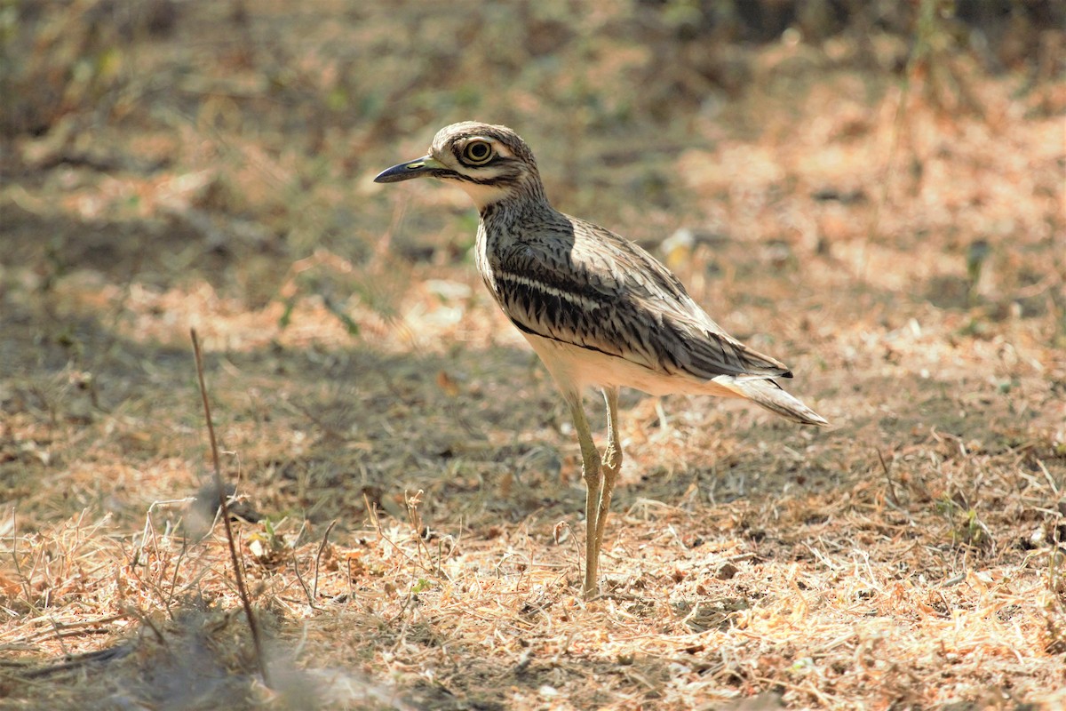 Indian Thick-knee - ML372695321