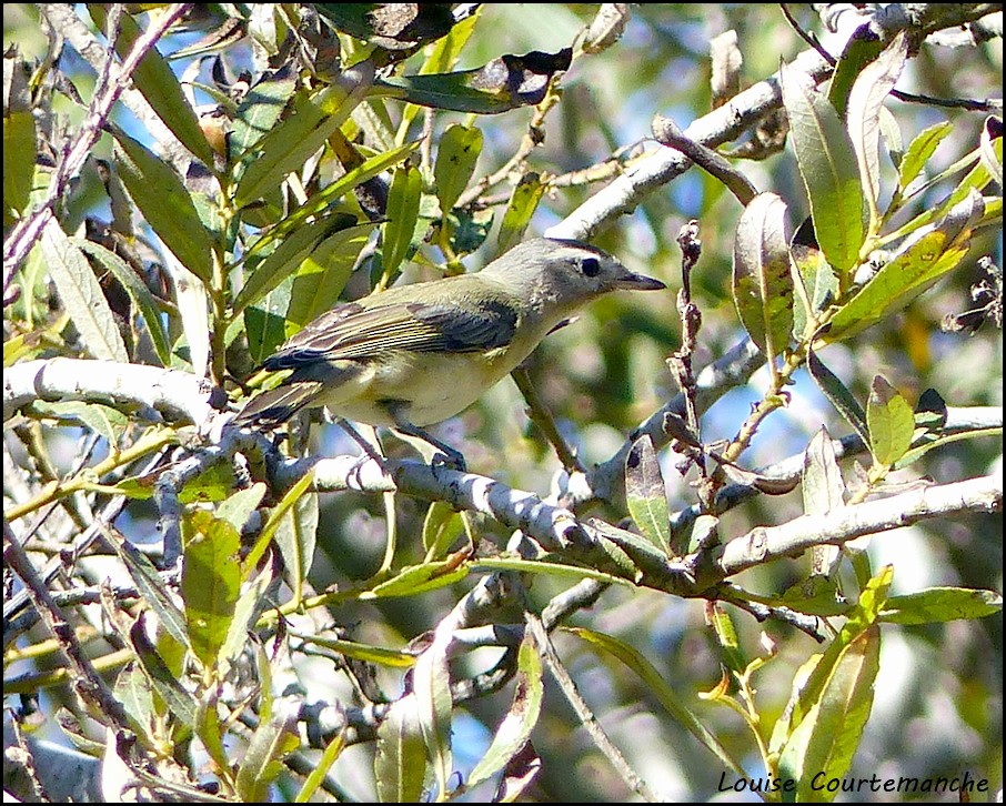 Warbling Vireo - Louise Courtemanche 🦅