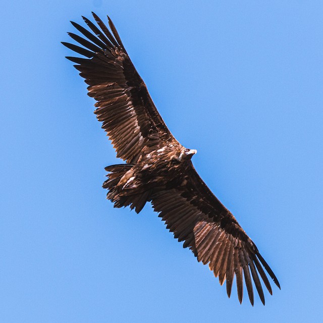 Possible Fifth or Sixth Basic Cinereous Vulture.&nbsp; - Cinereous Vulture - 
