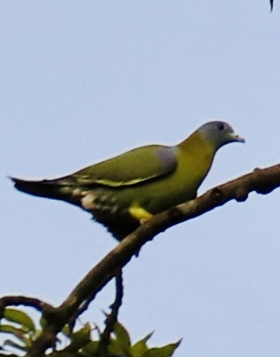 Yellow-footed Green-Pigeon - Praveen Chavan