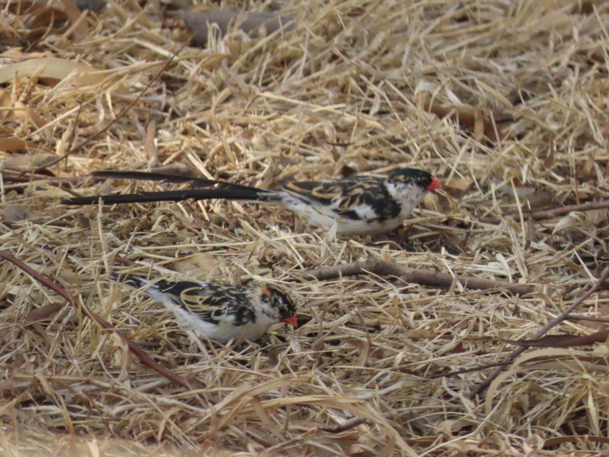 Pin-tailed Whydah - ML372711321