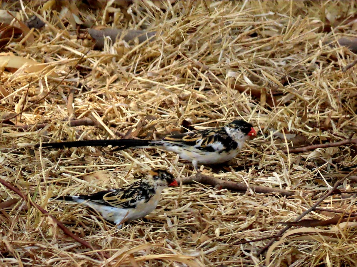 Pin-tailed Whydah - ML372711331