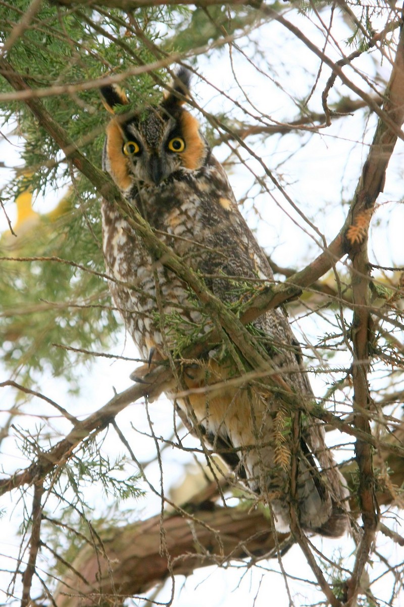 Long-eared Owl - ML37271481