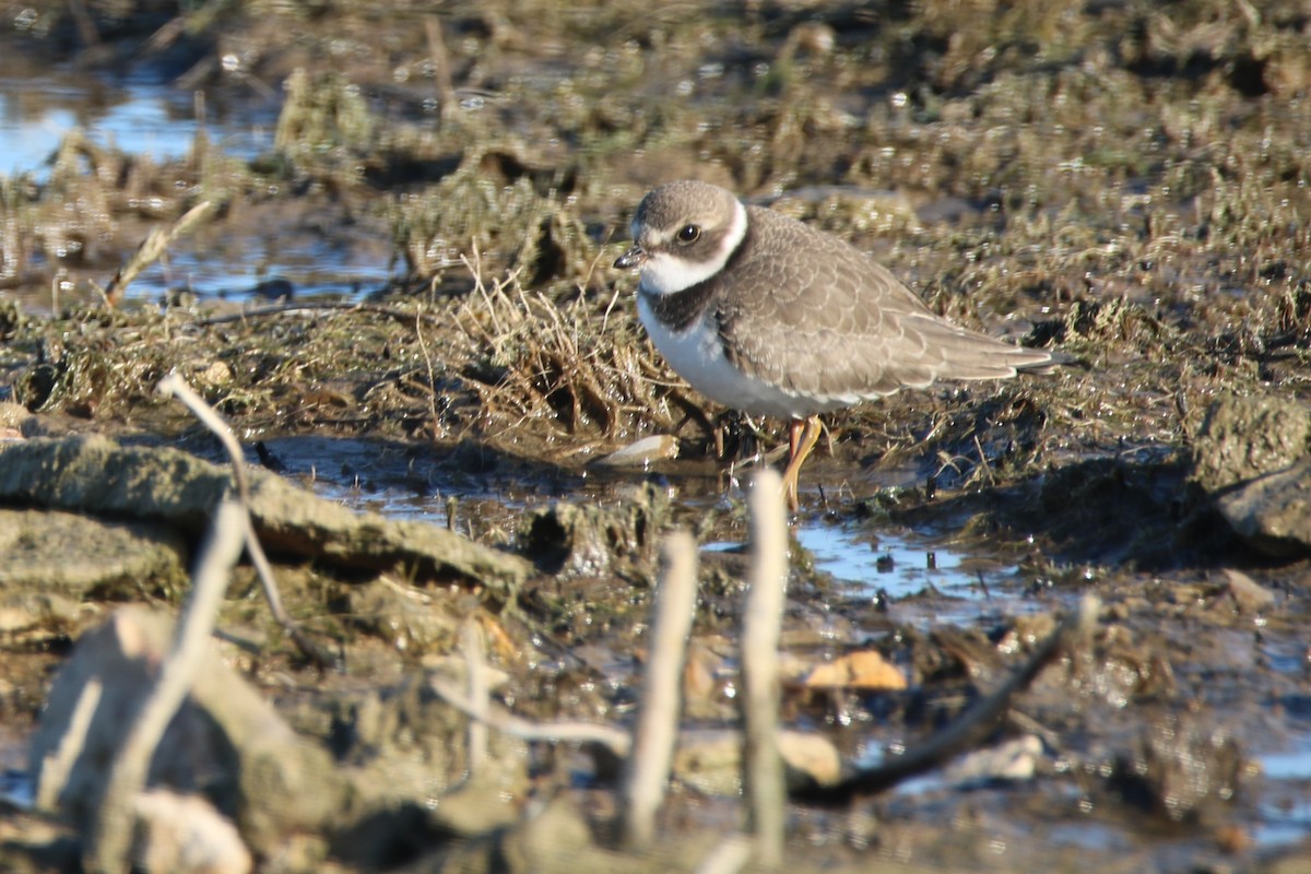 Semipalmated Plover - Andrew E and Rebecca A Steinmann