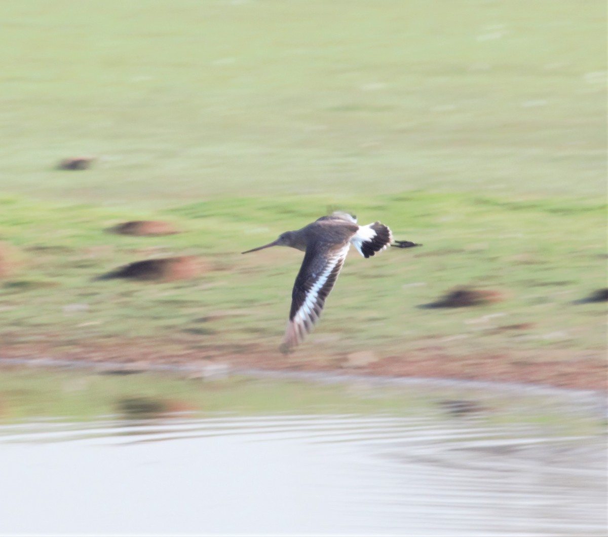 Black-tailed Godwit - PARTH PARIKH