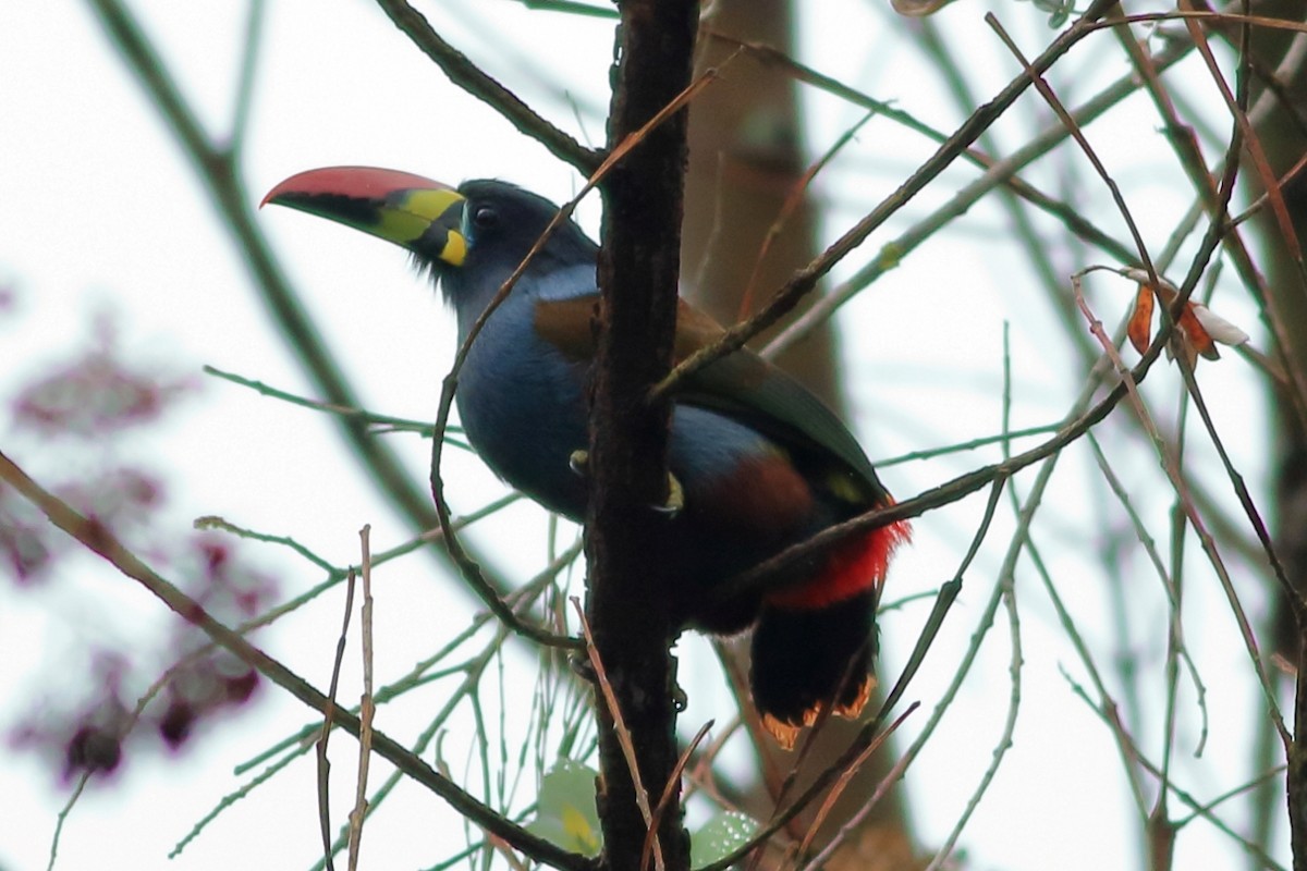Gray-breasted Mountain-Toucan - ML372726211