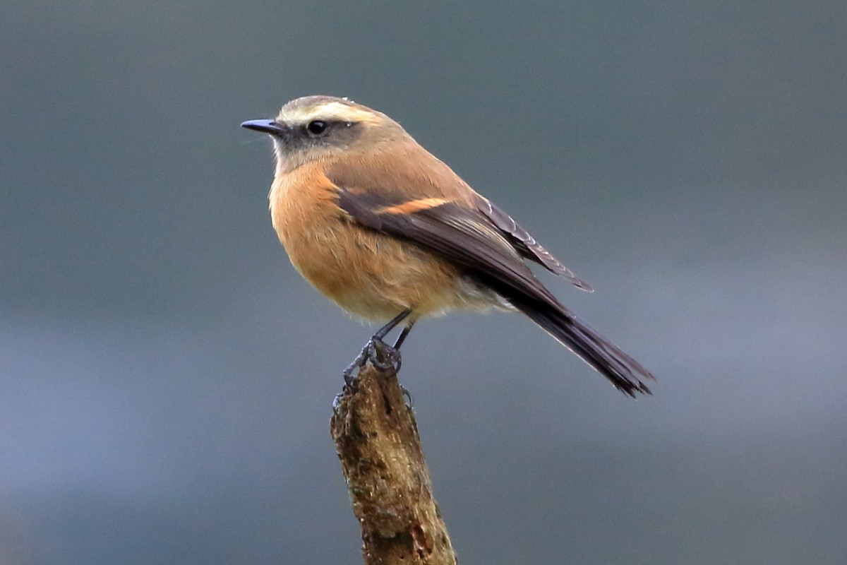 Brown-backed Chat-Tyrant - Manfred Bienert