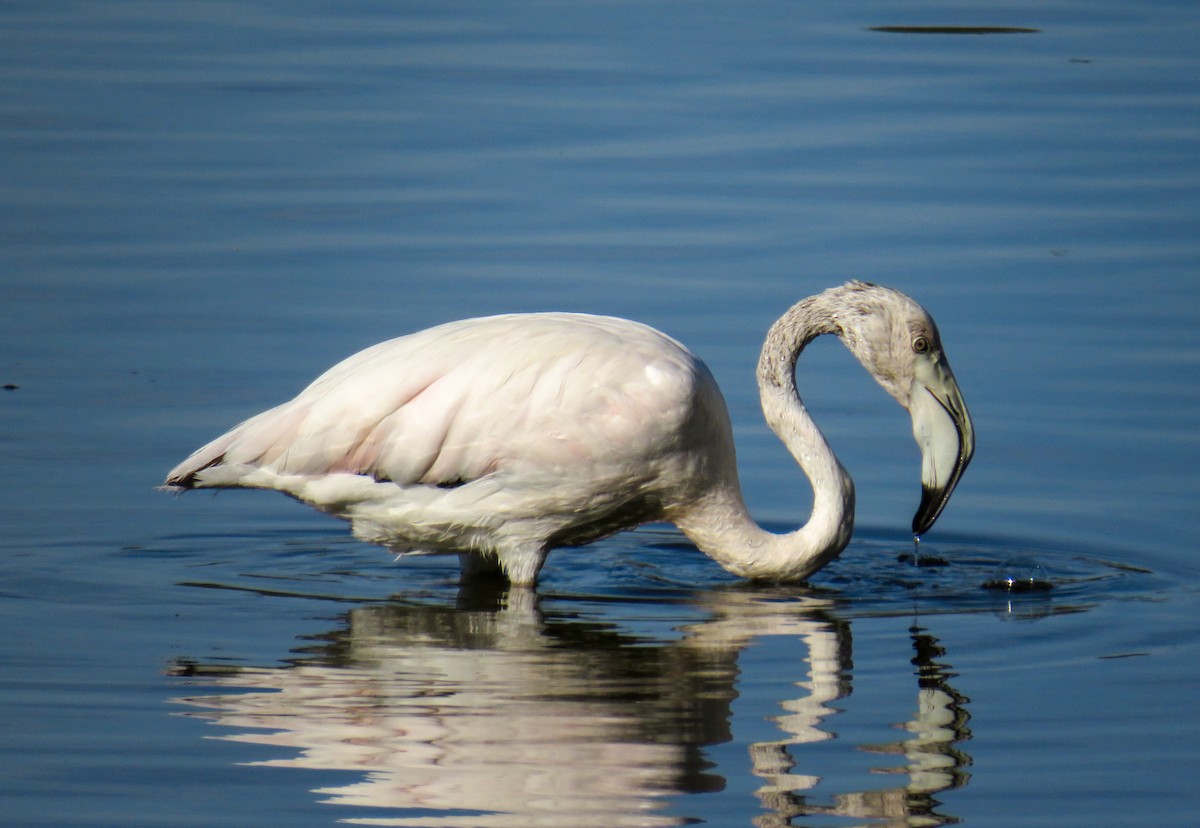 Greater Flamingo - Alejandro  Pascual Hernández