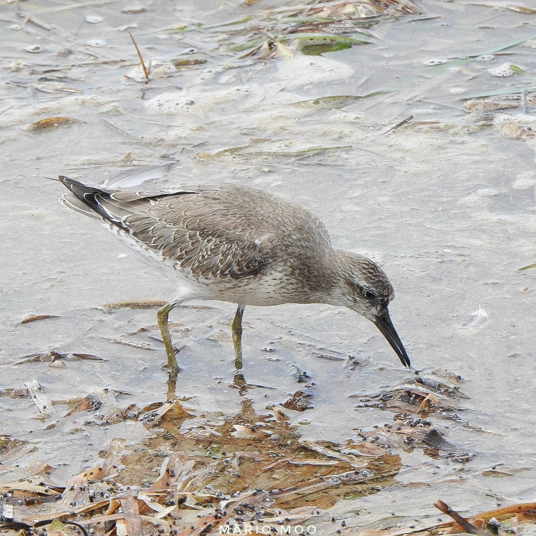Red Knot - ML372740971