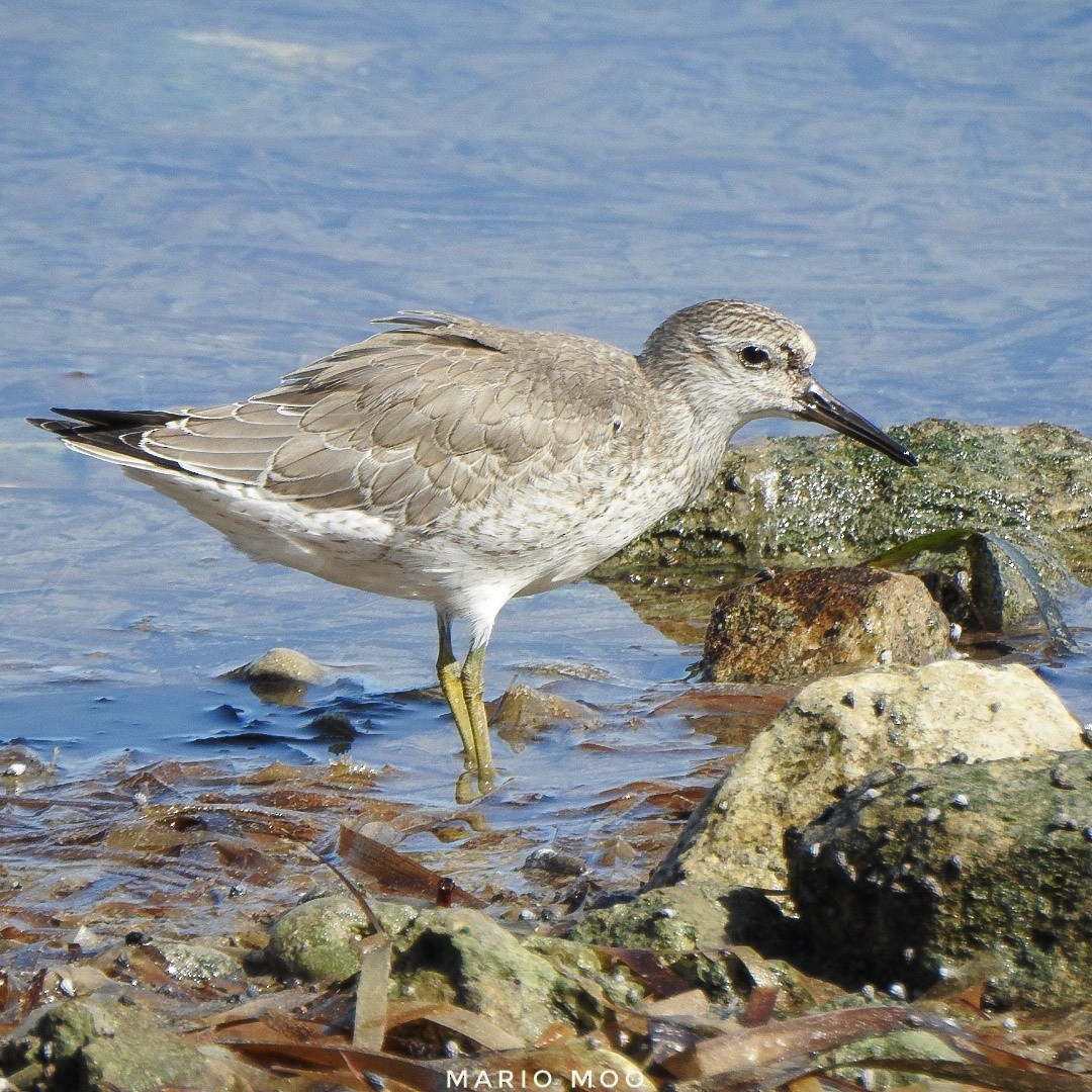 Red Knot - ML372741191