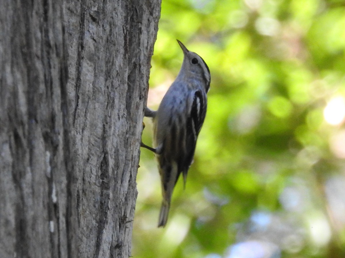 Black-and-white Warbler - ML372744611