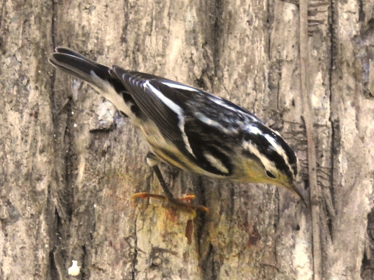 Black-and-white Warbler - ML372744621
