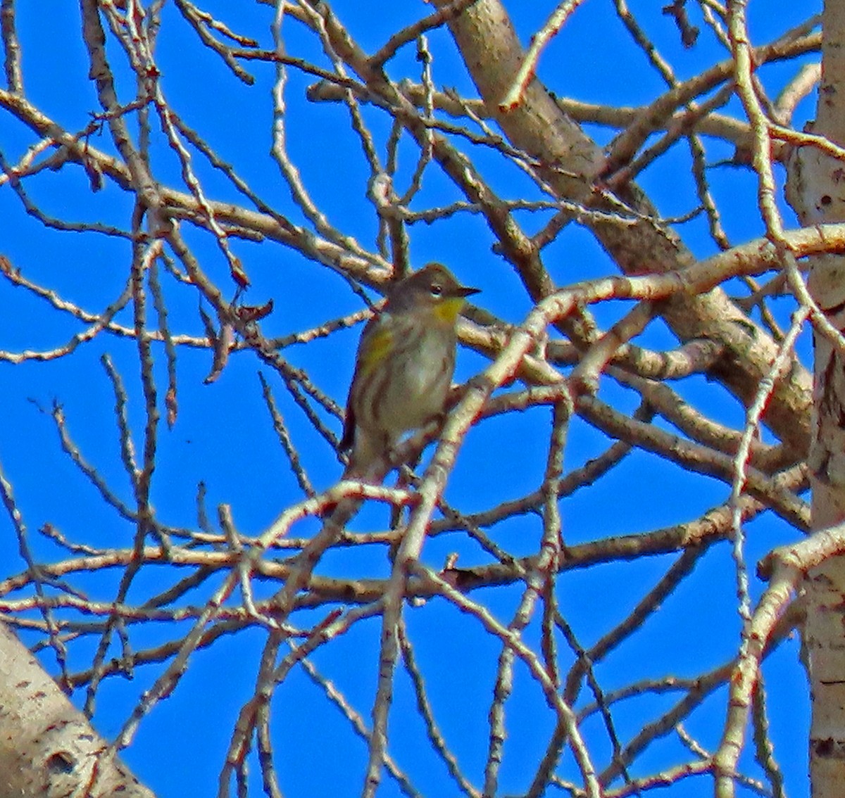 Yellow-rumped Warbler (Audubon's) - ML372753711