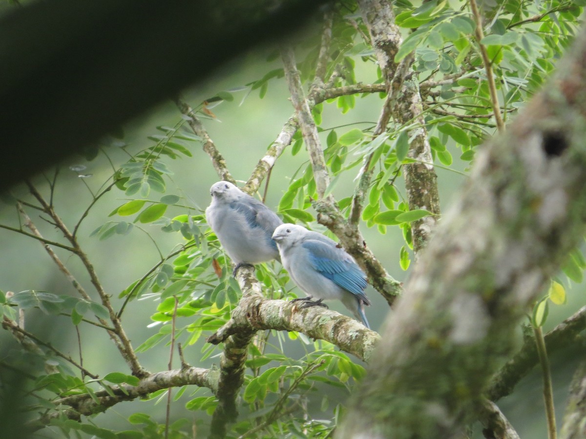 Blue-gray Tanager - ML37275791