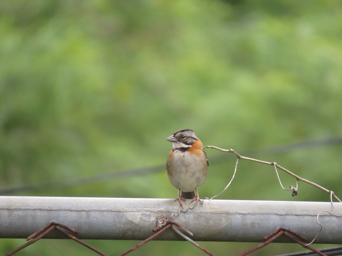 Rufous-collared Sparrow - Róger Rodríguez Bravo