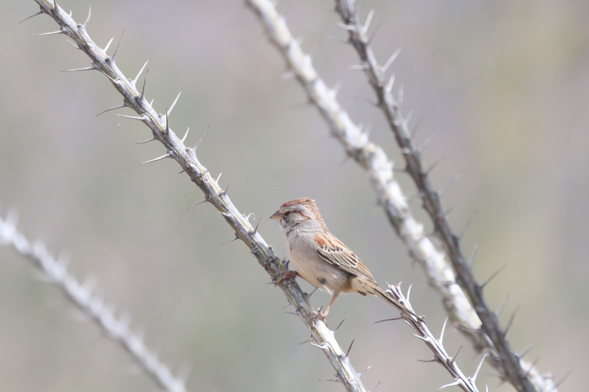 Rufous-winged Sparrow - Andrew E Steinmann