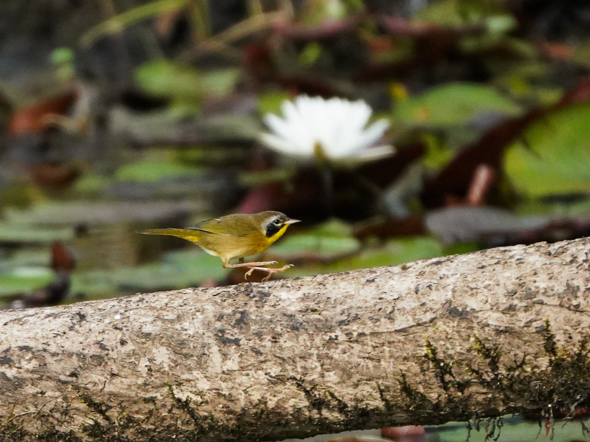 Common Yellowthroat - Penny Owings
