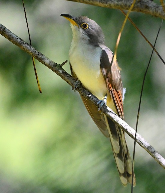Yellow-billed Cuckoo - eBird