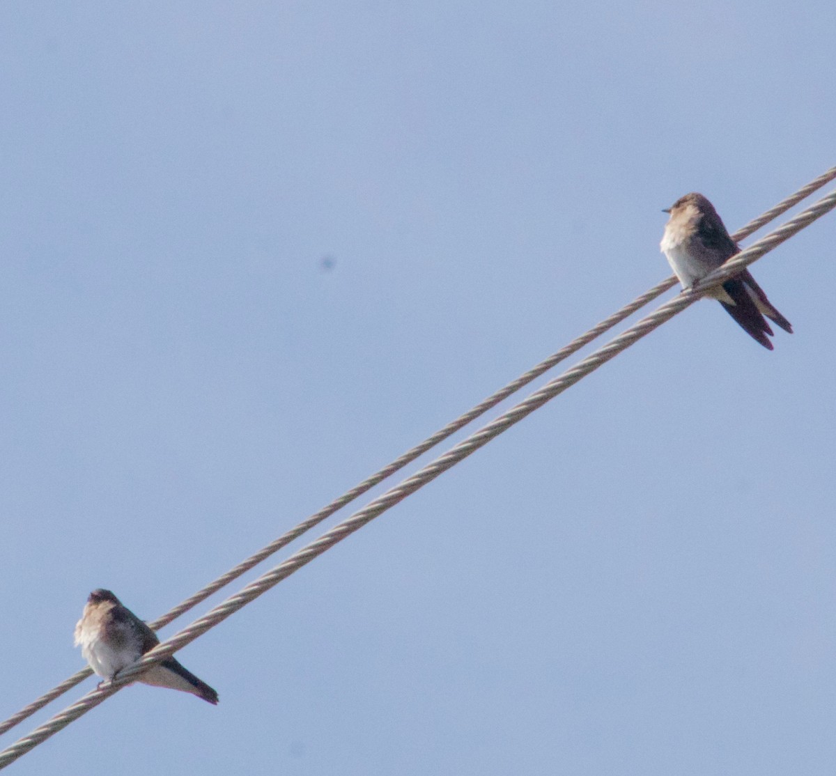 Northern Rough-winged Swallow - Karl Overman