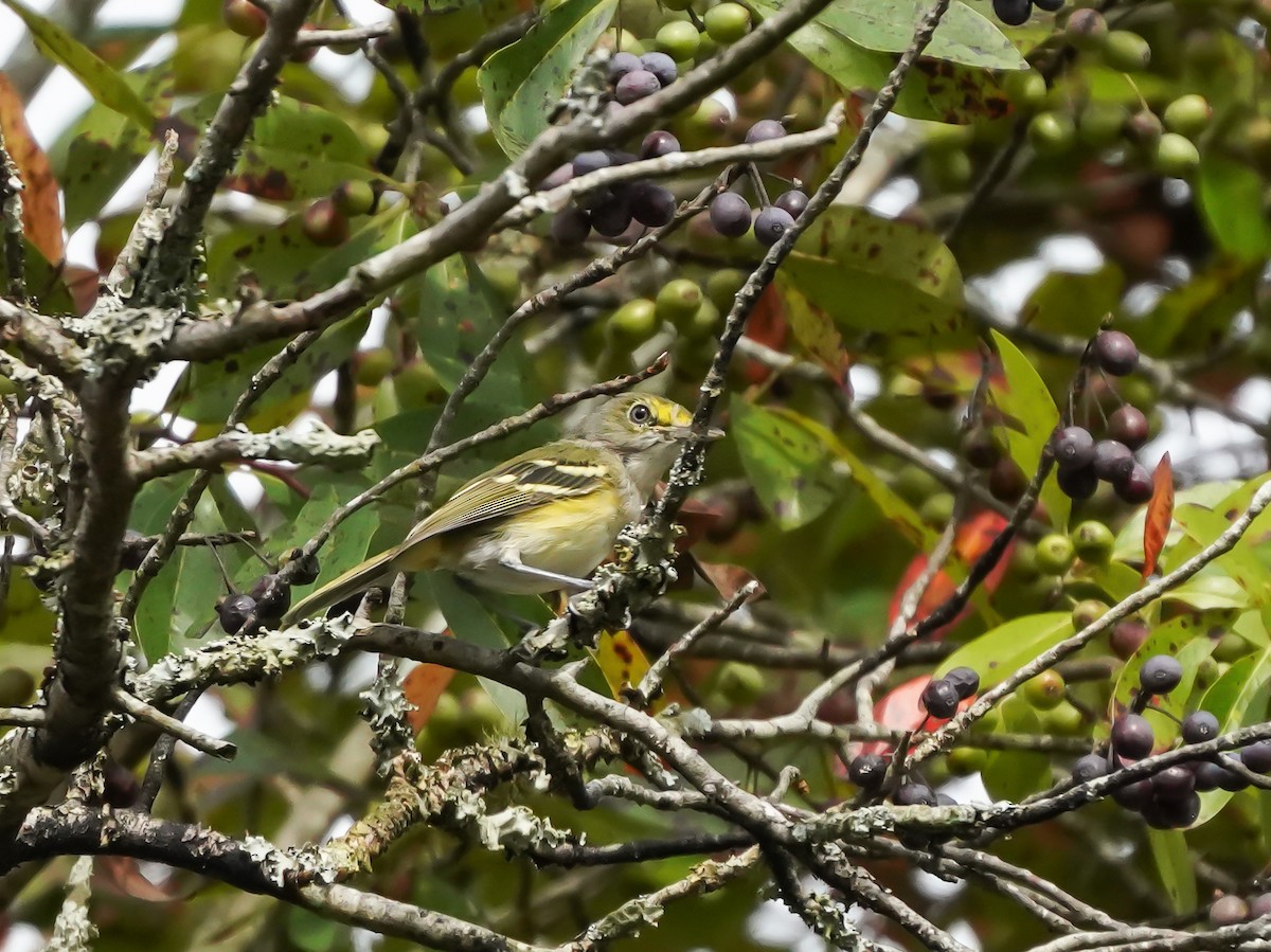 White-eyed Vireo - Penny Owings