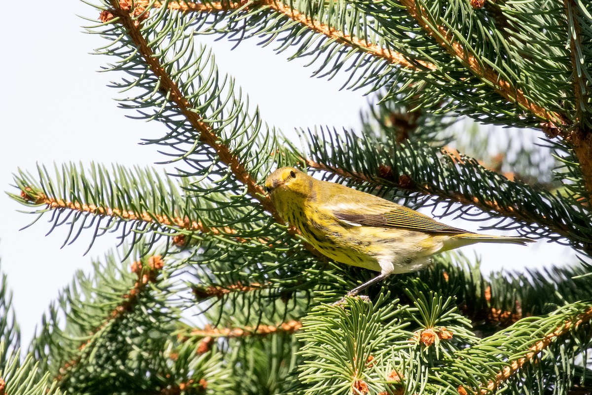 Cape May Warbler - ML372771431