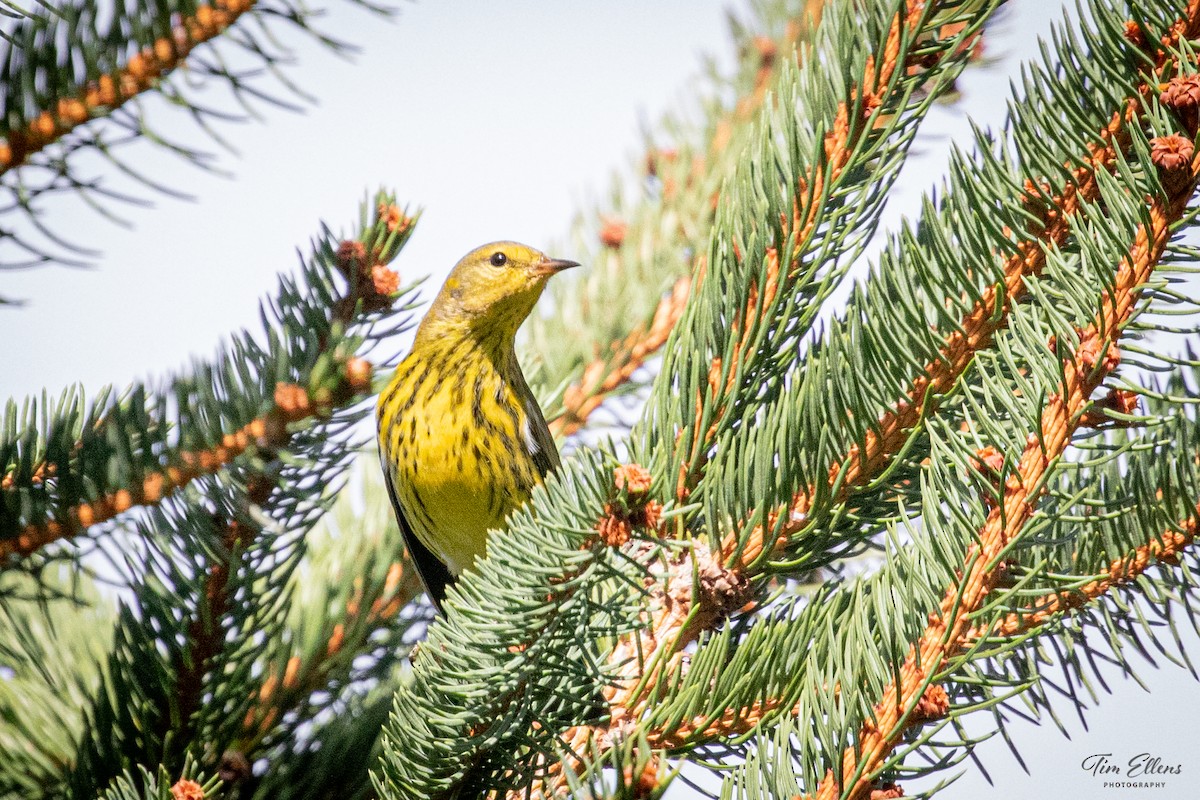 Cape May Warbler - ML372771461