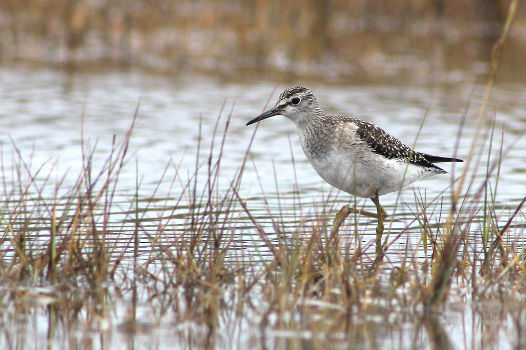 eBird Checklist - 15 Oct 2012 - Marsh Meadows Preserve - 1 species