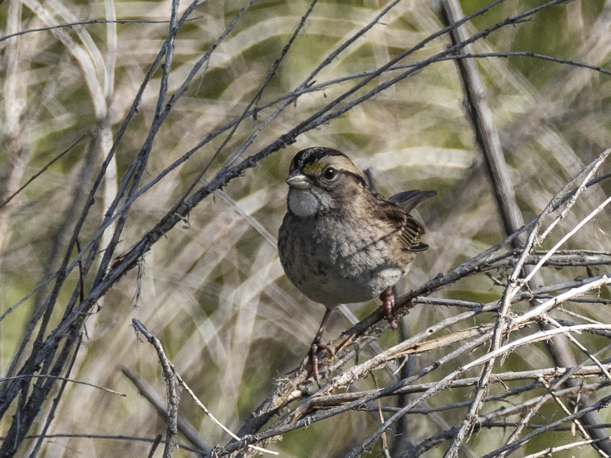 White-throated Sparrow - ML372778851