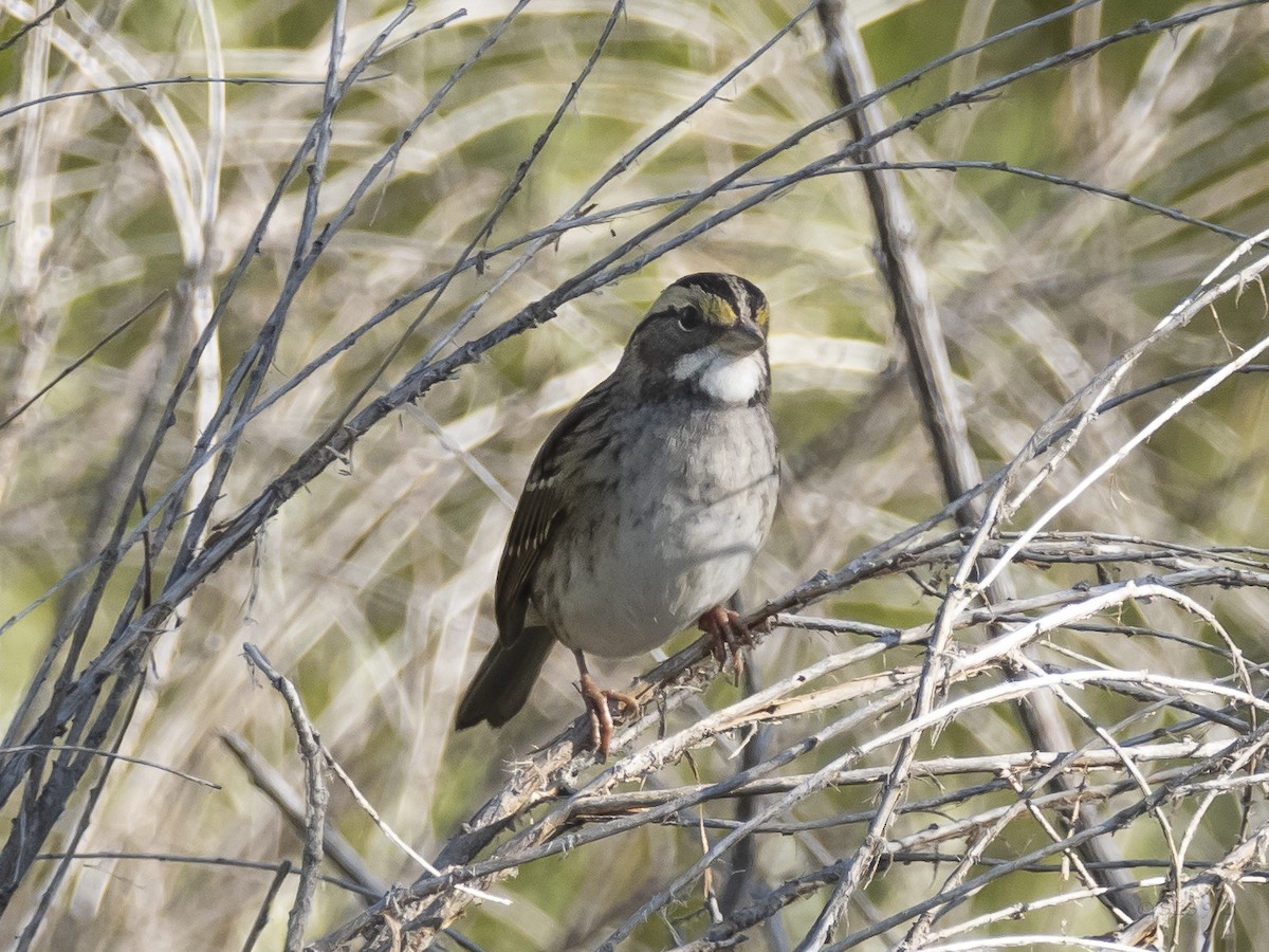 White-throated Sparrow - ML372778861