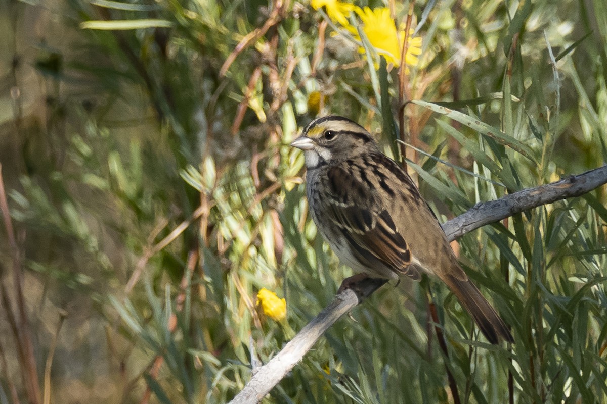 White-throated Sparrow - ML372778871
